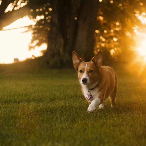 Электрическая зубная щётка ультразвуковая